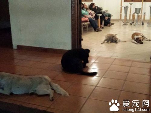 善良妇人多年收养流浪狗 死前狗狗均来送别