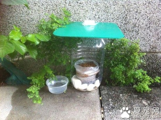 “防雨干粮小站”：流浪猫的贴心小粮仓