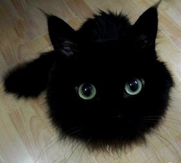 看毛看，没见过水汪汪的大眼睛么