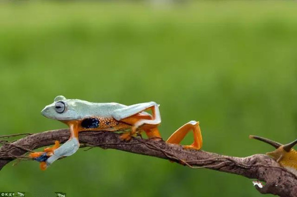 动物界奇闻“青蛙骑蜗牛搭便车”