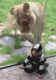 从小培养孩子，无论面对怎样的危险都要淡定