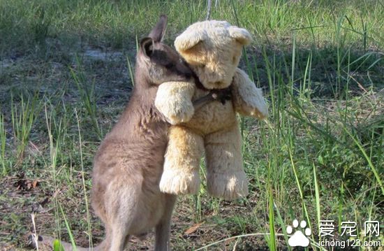 失去父母的“孤儿袋鼠” 拥抱泰迪熊取暖