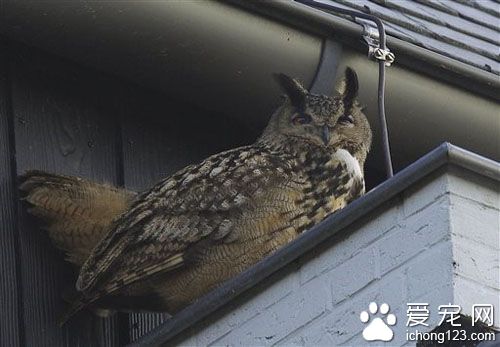荷兰惊现晚上袭击者 凶手竟是猫头鹰