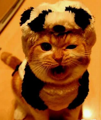 我讨厌这个身衣服