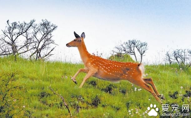 世界上最大的兔子是什么品种 动物之最：世界上最大的蛇