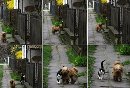 科学解释 猫狗渊源千万年钱已开始