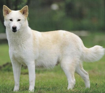 卡南犬的性格 对家庭成员投入且温顺