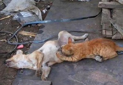 这俩货太邪恶了吧