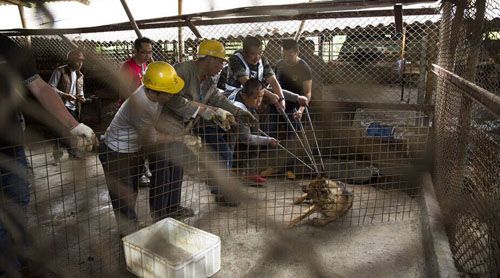 爱狗人士捣毁深圳屠狗场 解救几十名狗狗