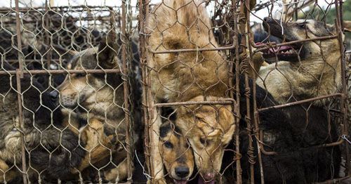 爱狗人士捣毁深圳屠狗场 解救几十名狗狗