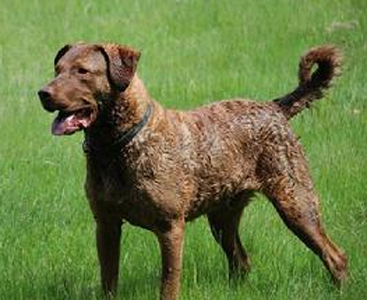 乞沙比克猎犬的形态特征 斑点越小越好