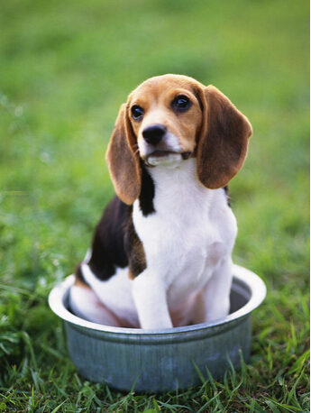 囧！狗狗竟然害怕水让狗主人费劲脑筋