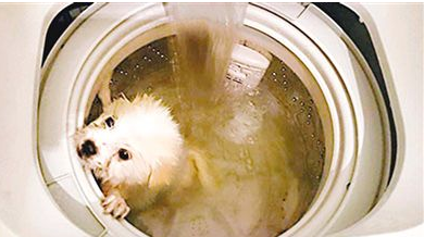 狗狗被无良主人用洗衣机洗死 引网友众怒