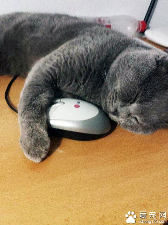 技术性猫主人改装自动喂食器帮助猫咪运动