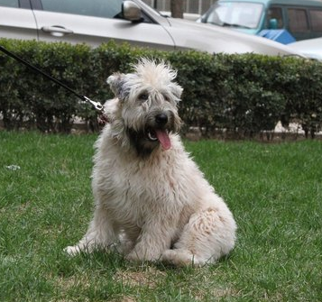 软毛麦色梗的日常护理 易患遗传性疾病