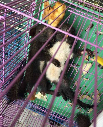 快瞧这俩的睡姿是有多恩爱呀！