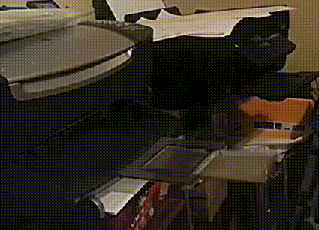 喵星人也会使用打字机