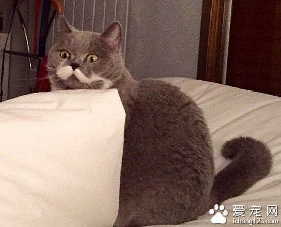 前面好像有个逗比