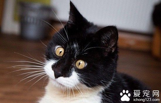 呆萌小猫摔伤变斗鸡眼 因视力障碍险走丢