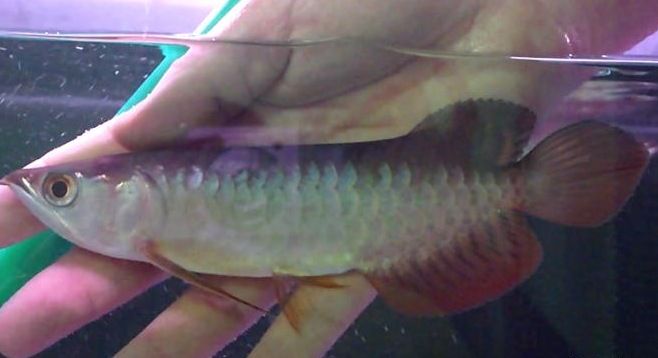 红尾鱼价格 选购红尾鱼的几个注意事项