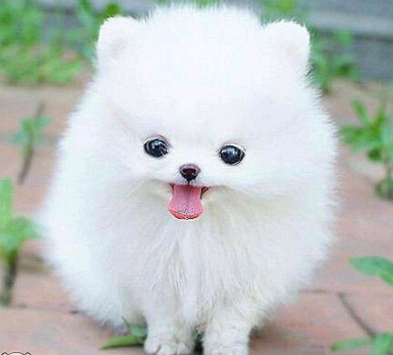 狗狗撒欢破坏绿地 广场提出“宠物禁止入内”