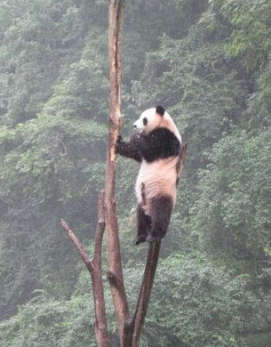 小样的熊猫，爬得真高啊