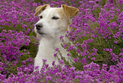 狗主爱犬行为过头 高速路教爱犬开车