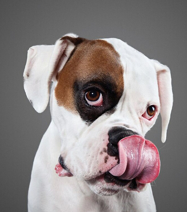 狗狗舔鼻子照片曝光 超可爱萌坏众人