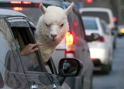 草泥马 敢超我车吗？