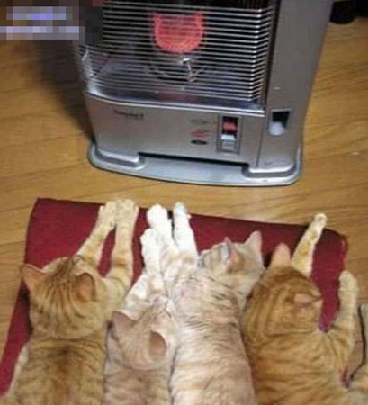 自从新暖炉买回來后，暖炉边的好位置永远沒木有我份儿