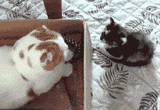 小样，你长得小还敢来惹我