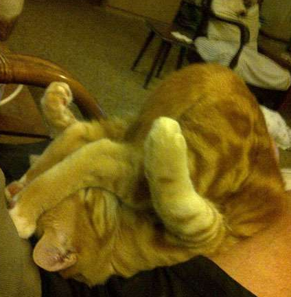 当猫咪练上瑜伽