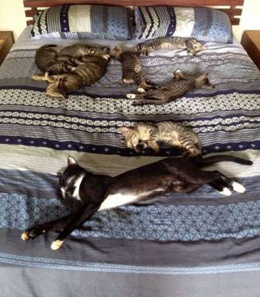 连睡觉都这么作