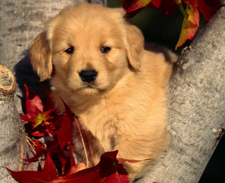 爱狗人士虽然只有1200的工资 但花费一半在养宠身上　