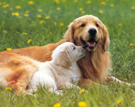 狗狗保姆难求 月薪两千也难找到一个
