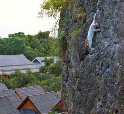 喵星人表示，徒手攀岩什么的soeasy！