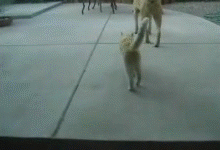 目睹一个凶残故事的发生