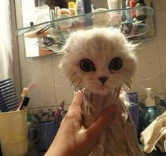 每次给猫咪洗澡都有一种错觉：这是我的猫吗