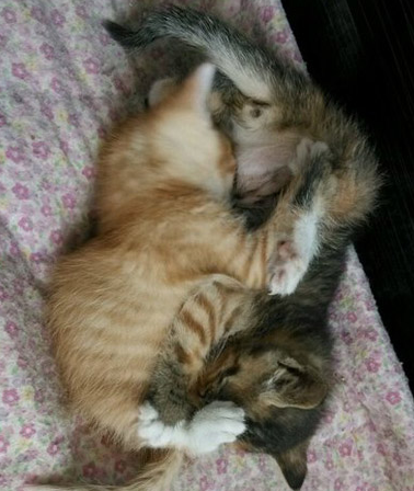 这俩在69！简直无法直视它们！