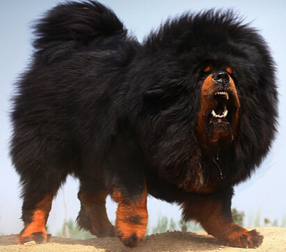 金矿老板想花400万买藏獒遭到主人的拒绝