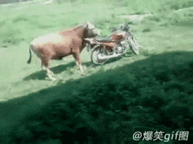 瞎了你的牛眼，老子是摩托车