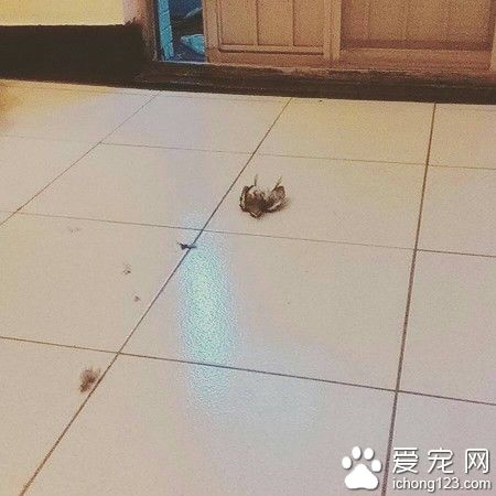 压力山大的电线杆：69只小鸟栖息