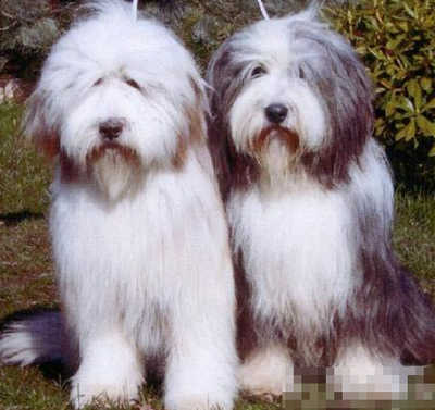 古代长须牧羊犬怎么选 挑选幼犬的技巧