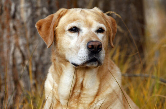 国内再度兴起狗医生 吸引一大批爱狗人士