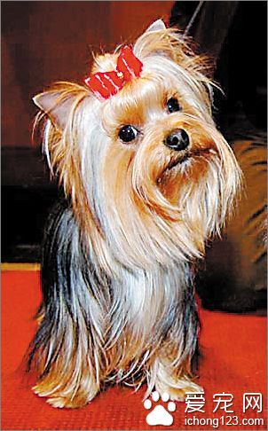 香港名猫“忌廉哥”将荣升日本一猫咪精品店名誉店长