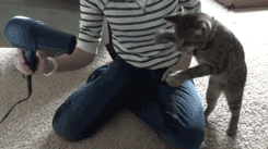 每一个可怜喵星人都有一个犯二的主淫