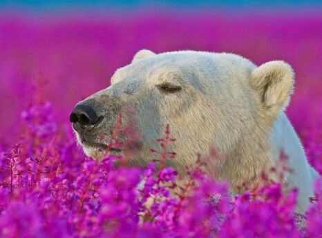 当北极熊遇到夏天 懒散悠闲模样惹人爱