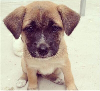 国内惊现狗狗学校 花一万便可让狗狗成才