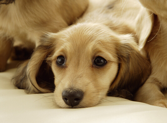 狗狗从车窗跳出 车主立马在高速路停车去寻找