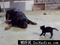 汪星人 你太没出息了